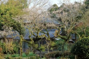 空き家の草木管理